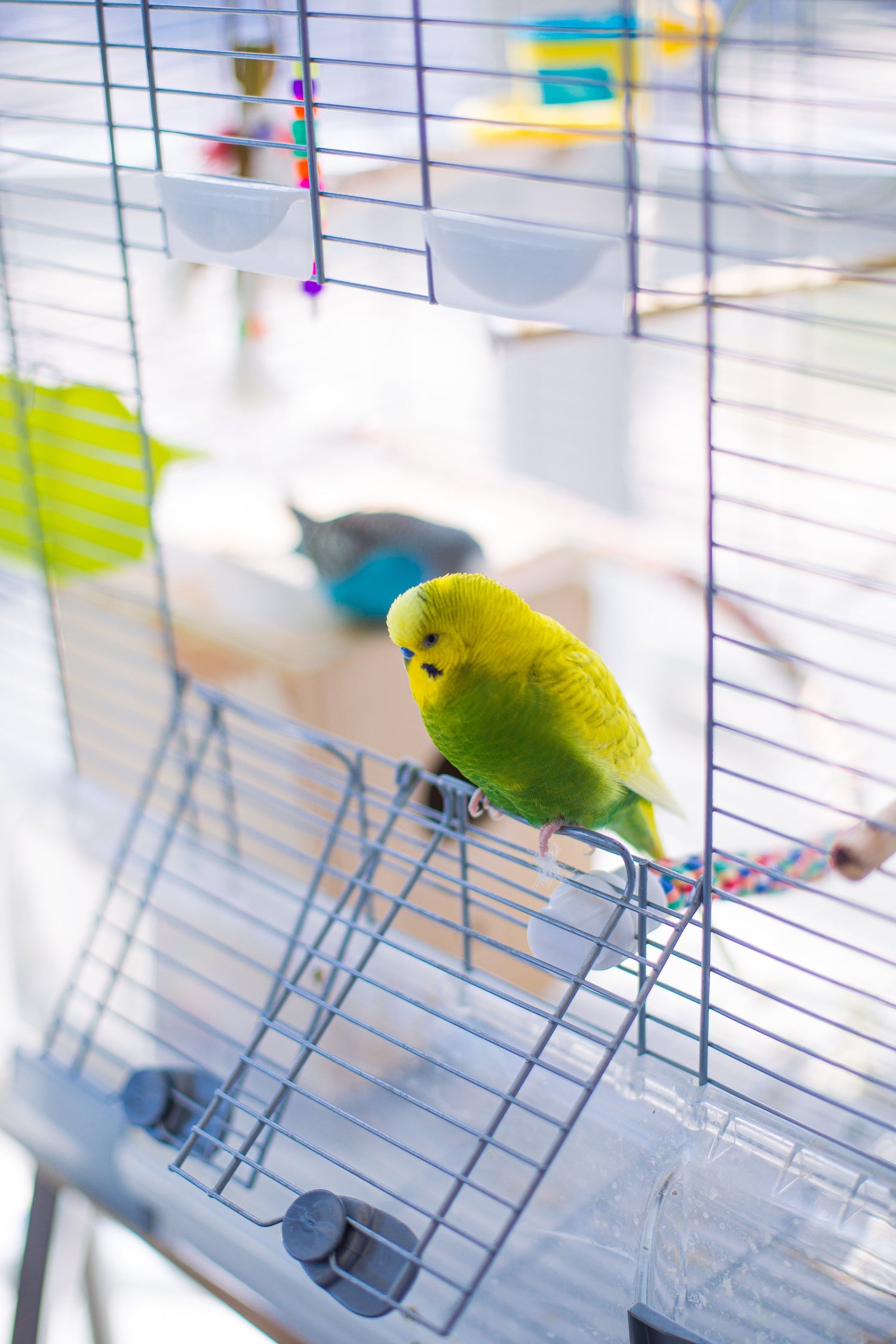 Bird Essentials – Cages, Toys & Daily Care for Happy Birds